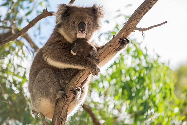 bigstock baby koala and mother koala Zoo